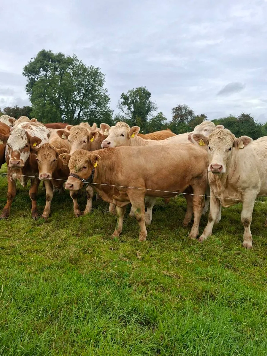 Red angus vasectomised Teaser bull