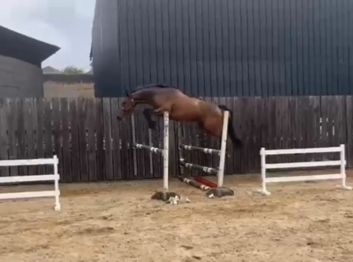 3yo blood correct eventing filly; 67%TB. - Image 2