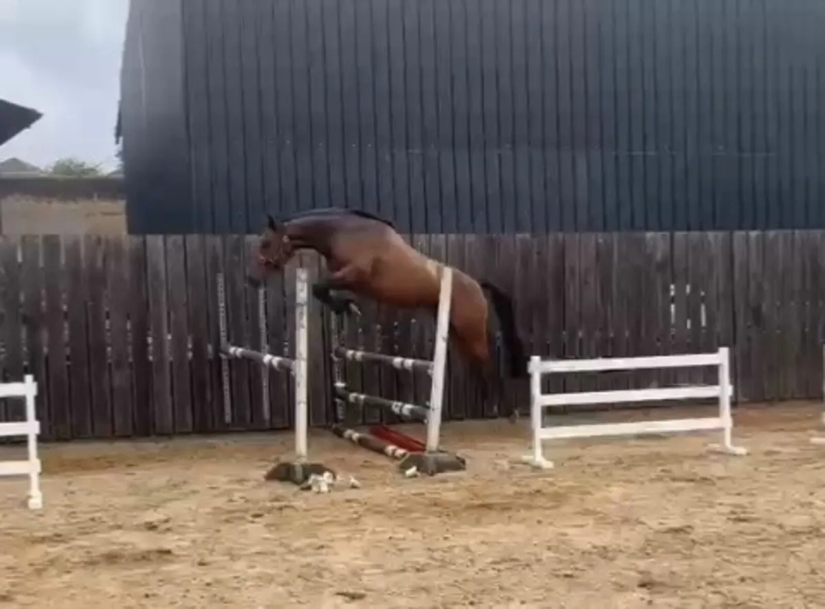 3yo blood correct eventing filly; 67%TB. - Image 1
