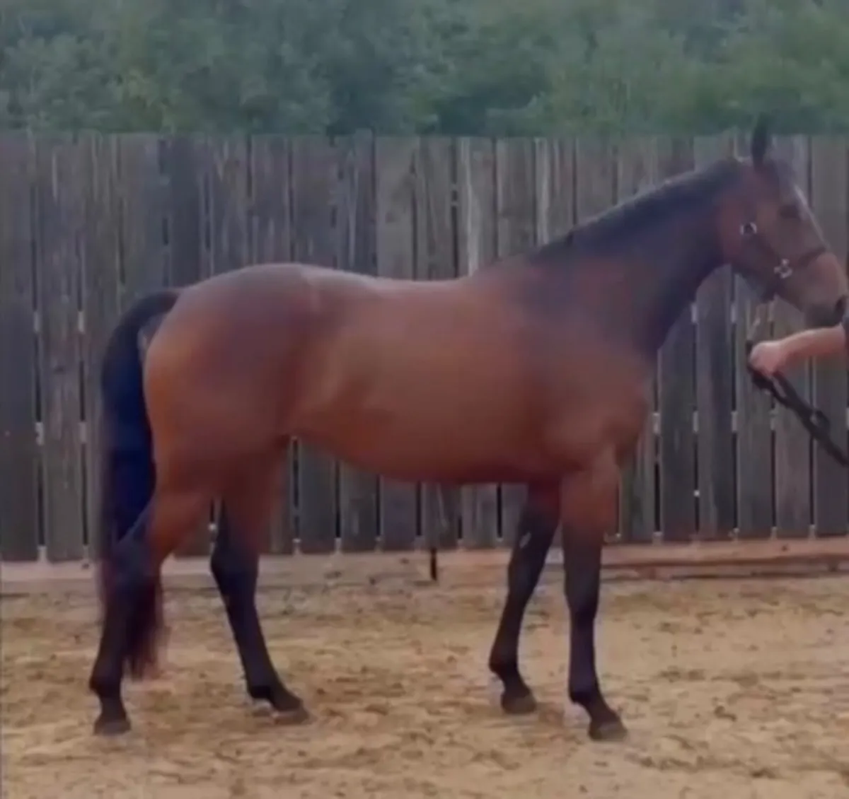 3yo blood correct eventing filly; 67%TB. - Image 4