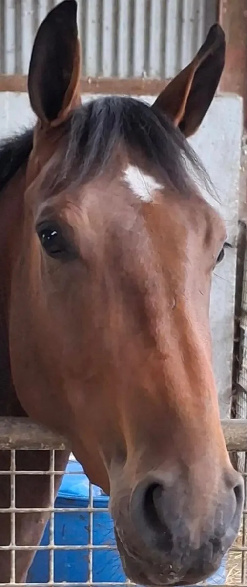 3yo blood correct eventing filly; 67%TB. - Image 3