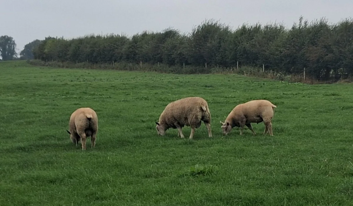 Charollais Rams - Image 1