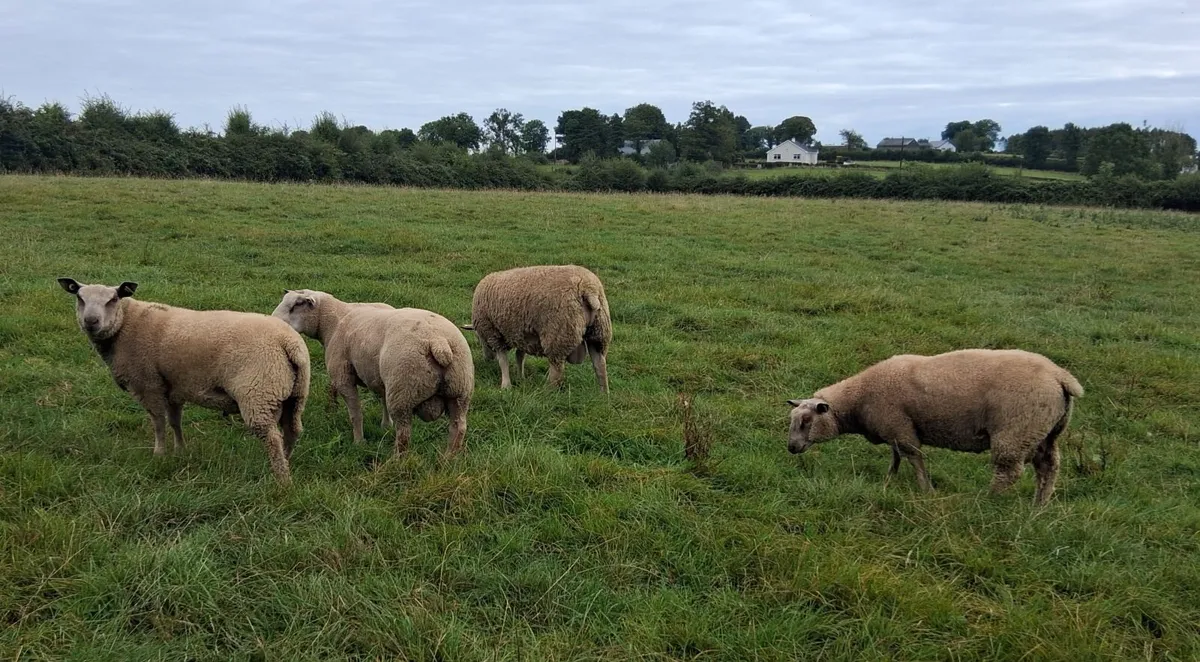 Charollais Rams - Image 2