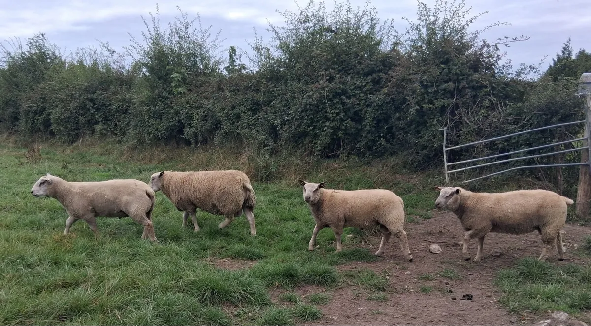Charollais Rams - Image 3