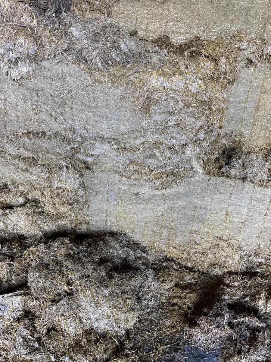 Pit silage - Image 2
