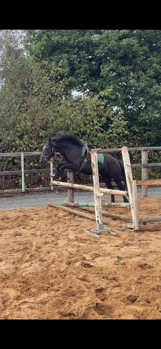 3 yr old 148 - Image 3
