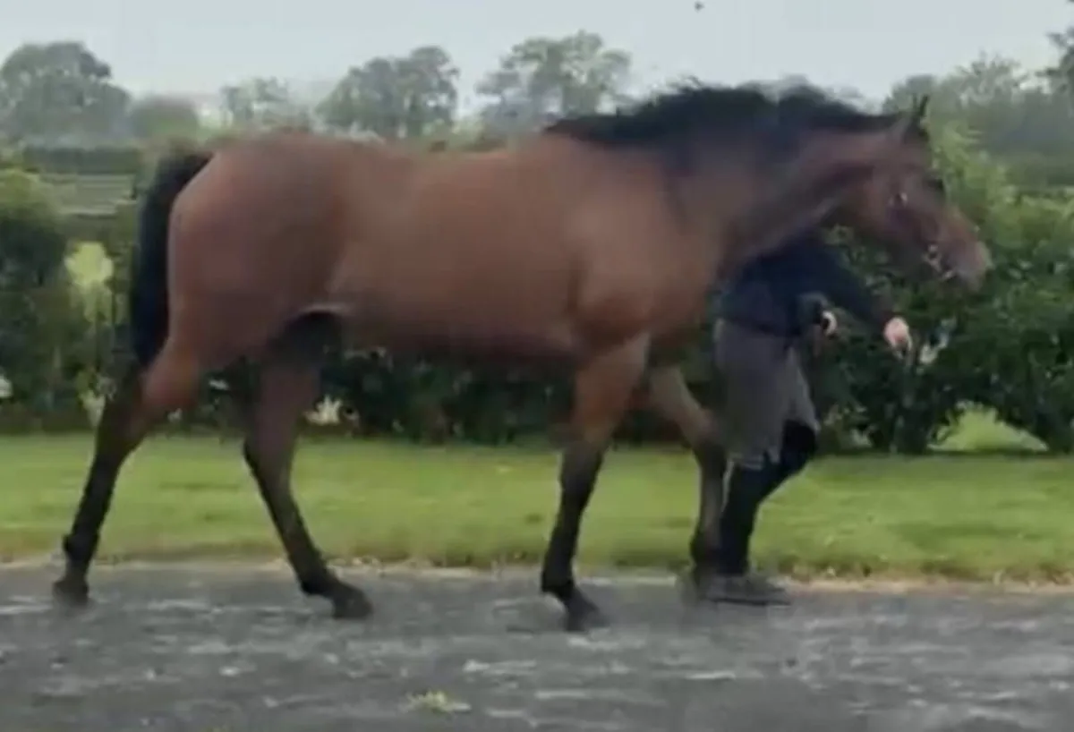 Horse - Image 2