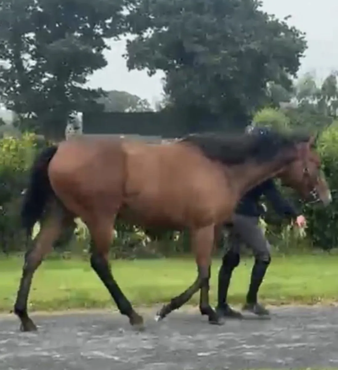 Horse - Image 3