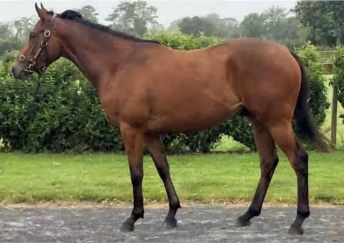 Horse - Image 1