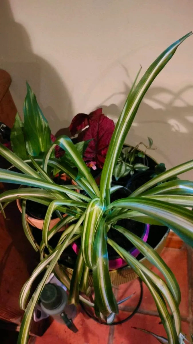 Spider plant all sizes €3 to €6, depends on sizes - Image 3