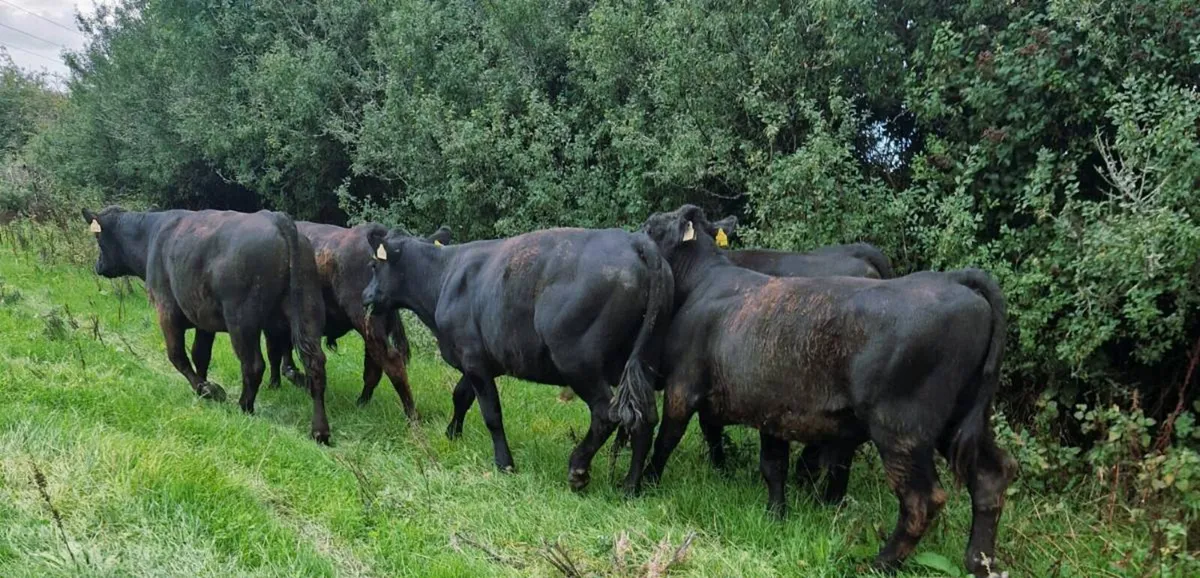Canadian Angus Bulls for Sale - Image 1