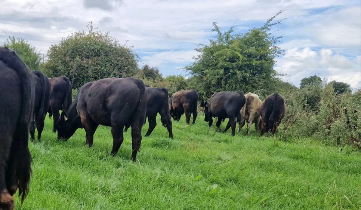 Canadian Angus Bulls for Sale - Image 2