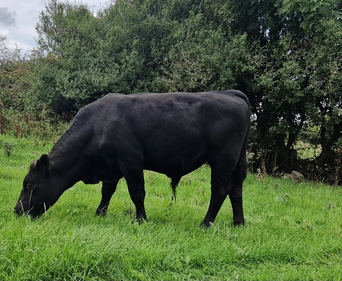 Canadian Angus Bulls for Sale - Image 3
