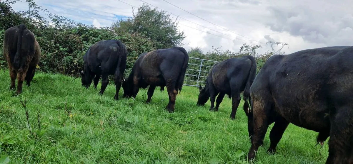 Canadian Angus Bulls for Sale - Image 4