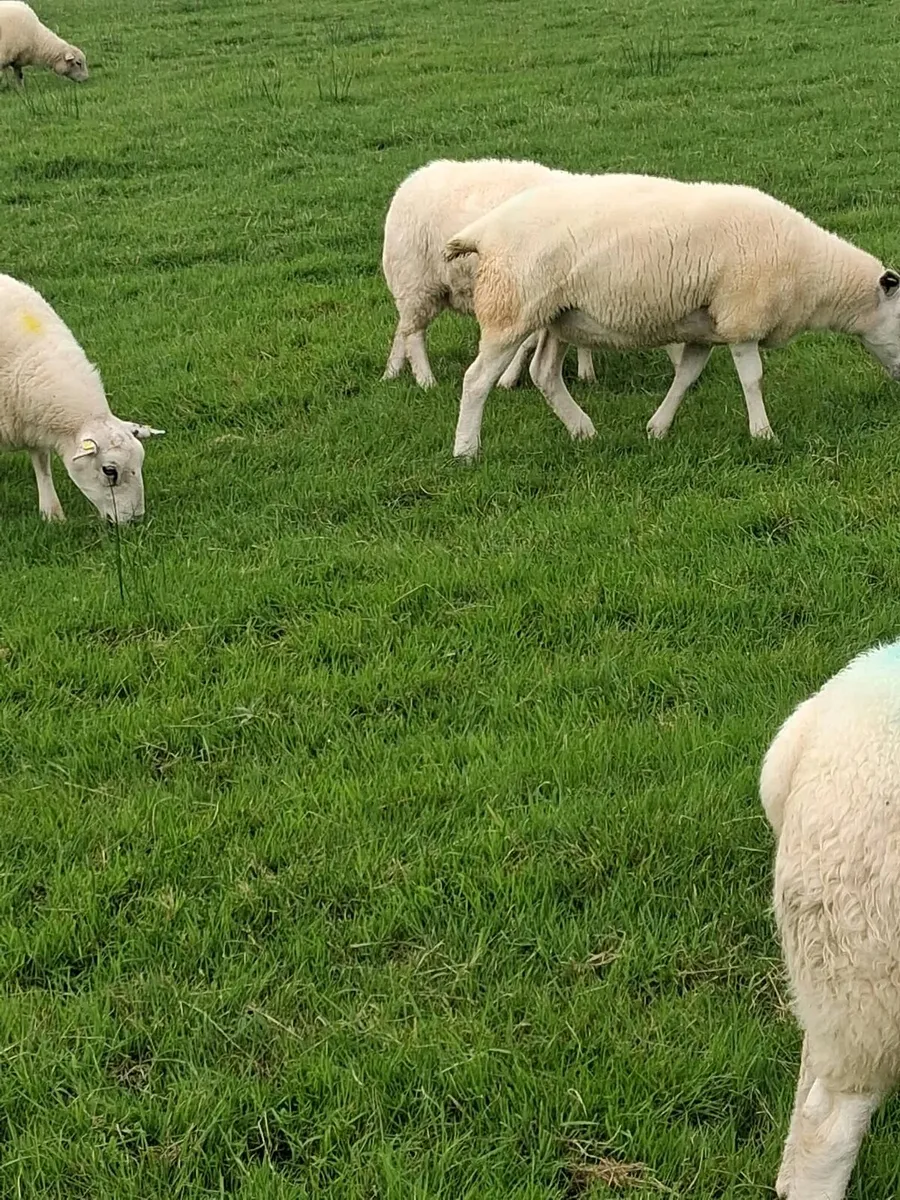 Hoggets - Image 1