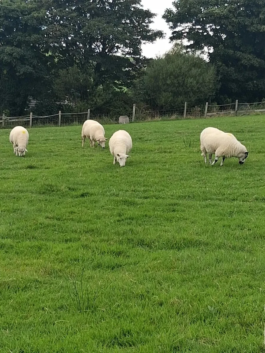 Hoggets - Image 2