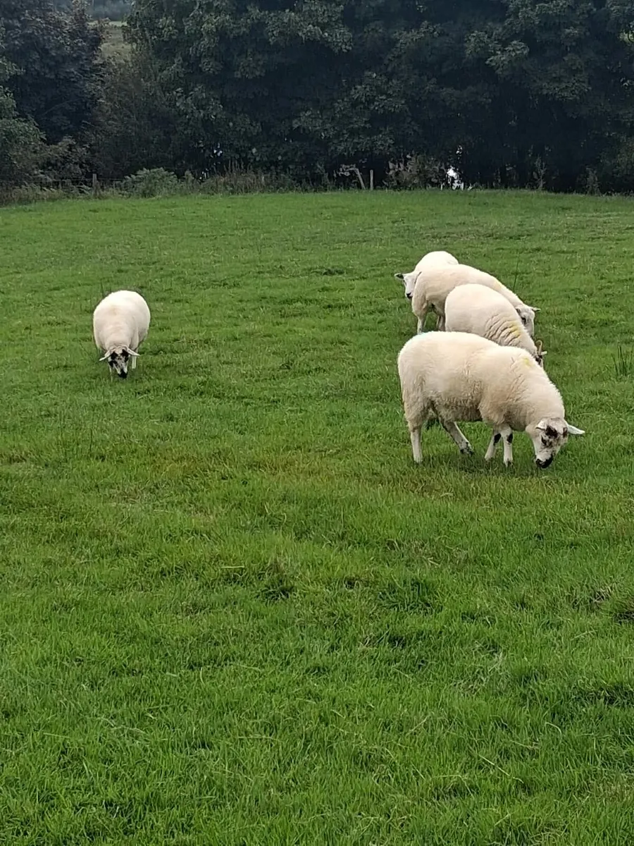Hoggets - Image 3