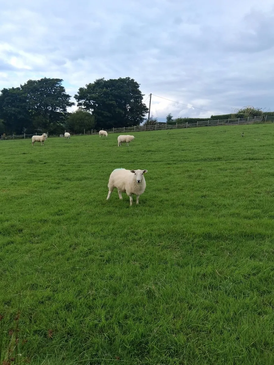 Hoggets - Image 4