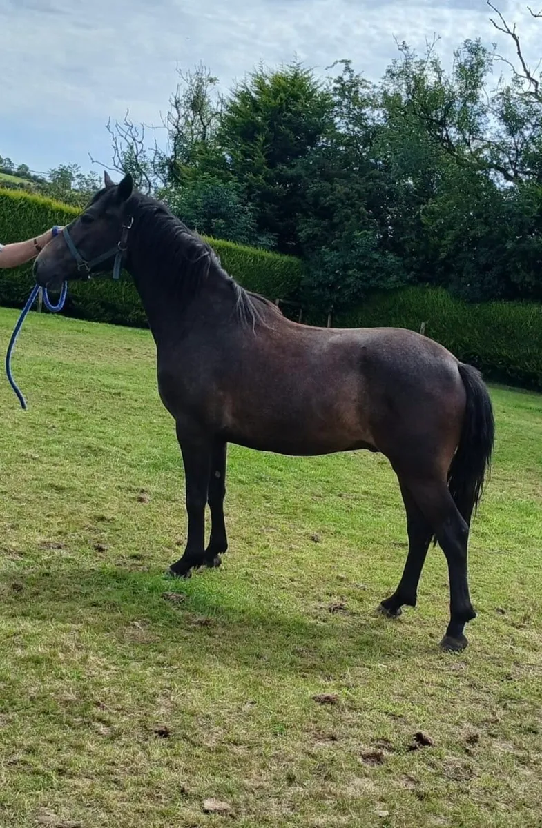 Connemara gelding - Image 2