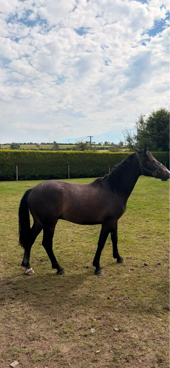 Connemara gelding - Image 3