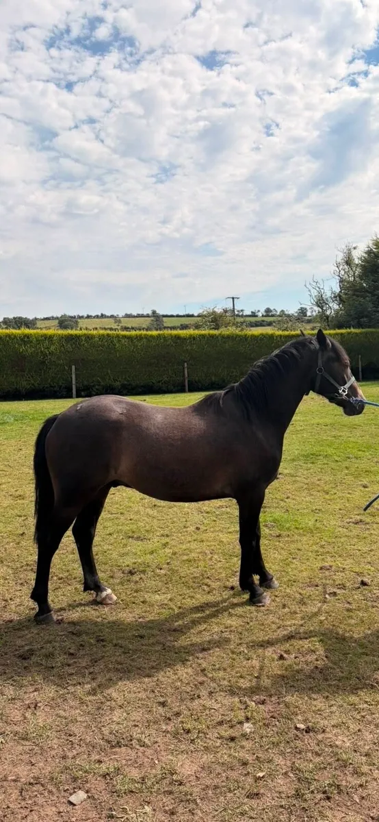 Connemara gelding - Image 1