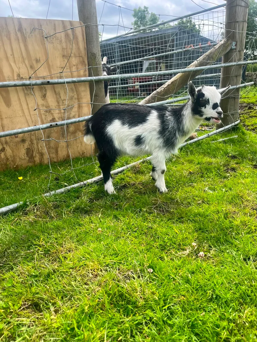 Two female Pygmy goats - Image 2
