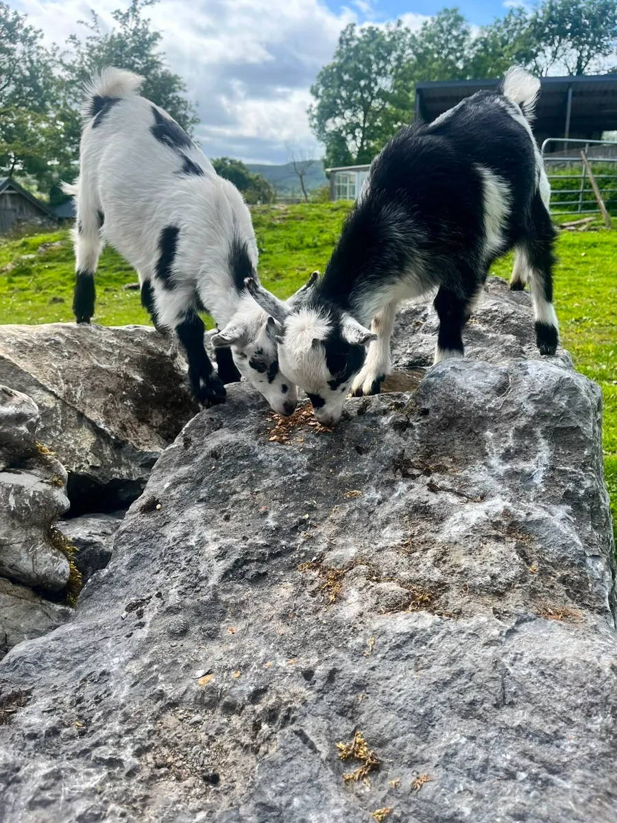 Two female Pygmy goats - Image 3