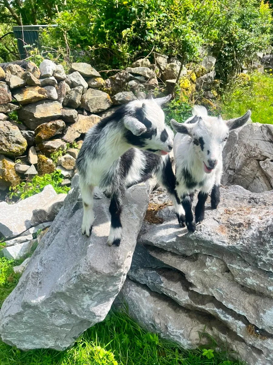 Two female Pygmy goats - Image 1