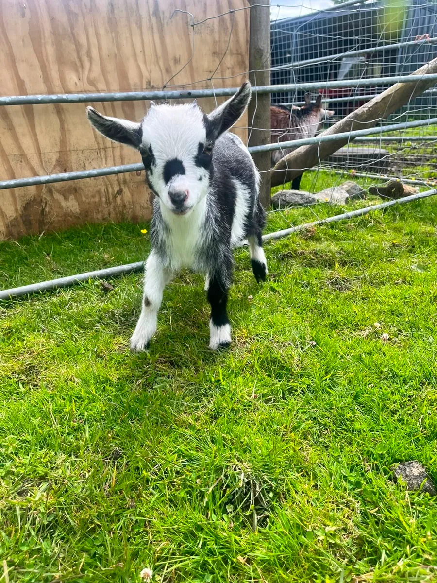 Two female Pygmy goats - Image 4