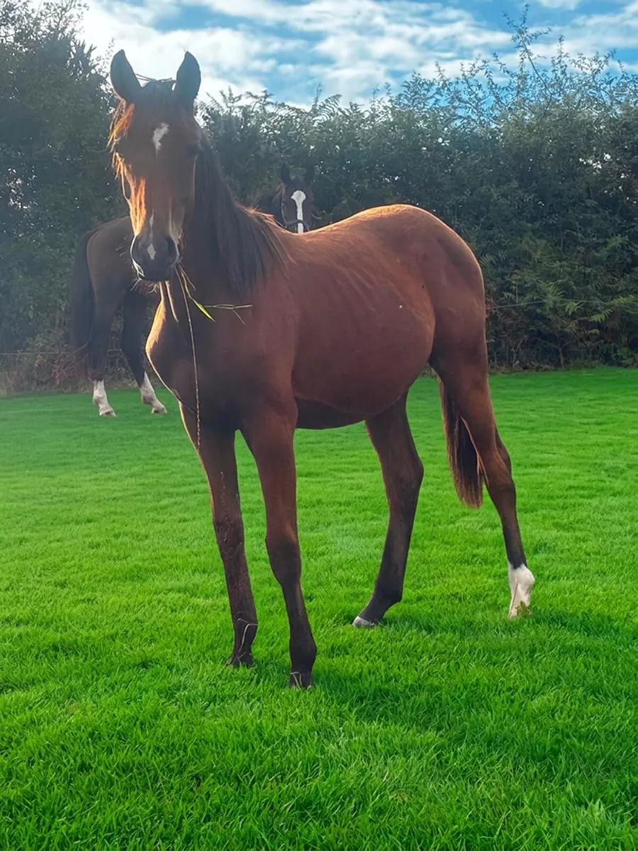 Horse
