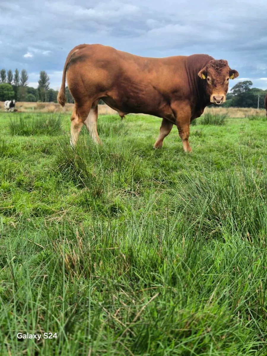 Easy calving Limousin bull - Image 1