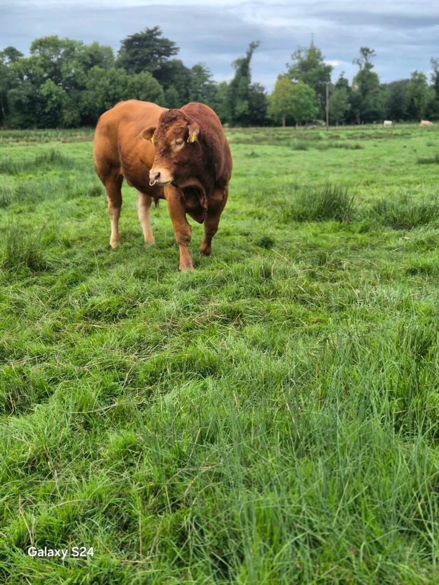 Easy calving Limousin bull - Image 2