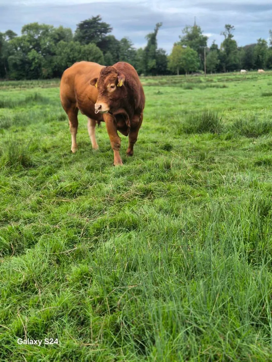 Easy calving Limousin bull - Image 3