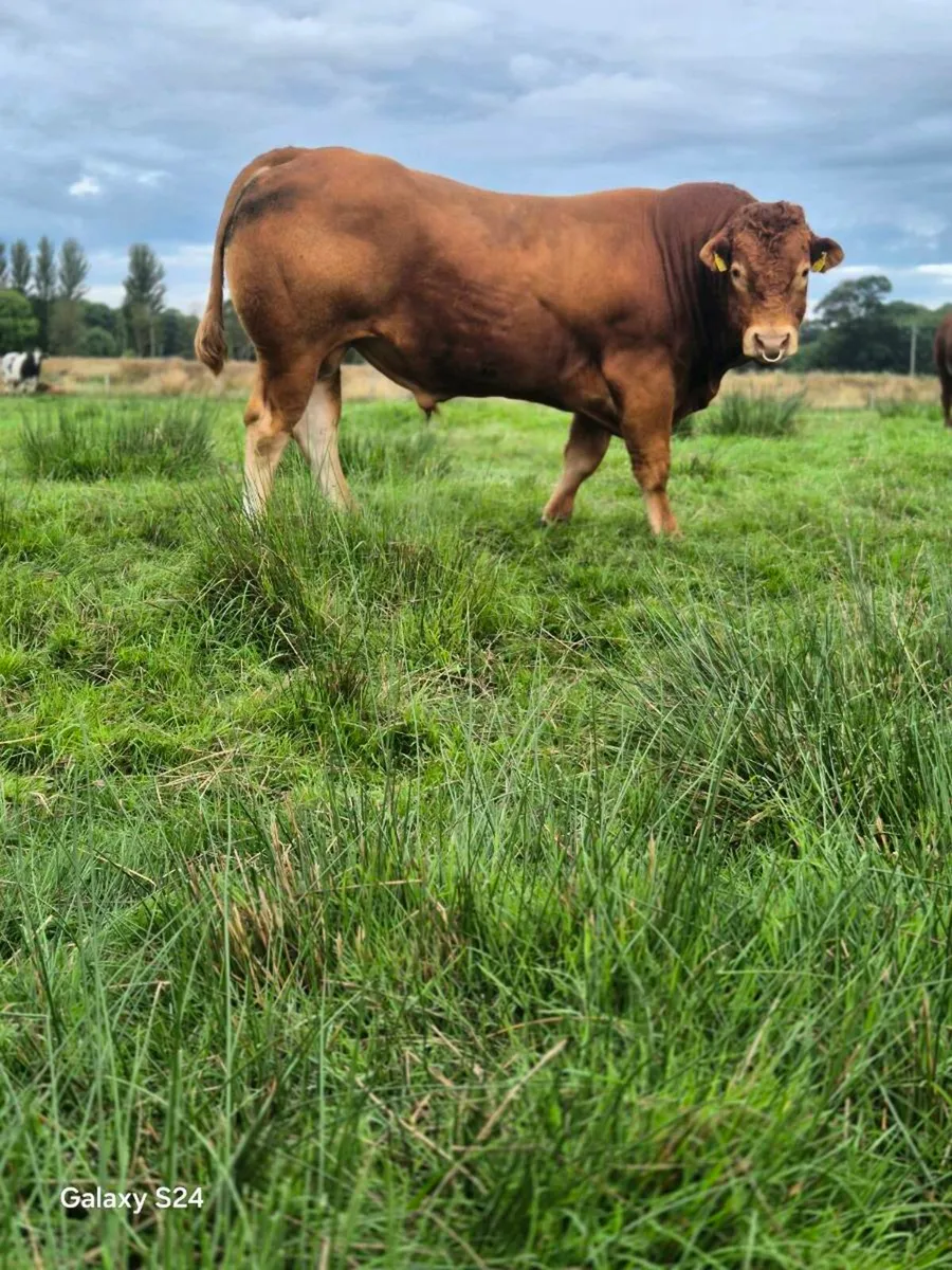 Easy calving Limousin bull - Image 4