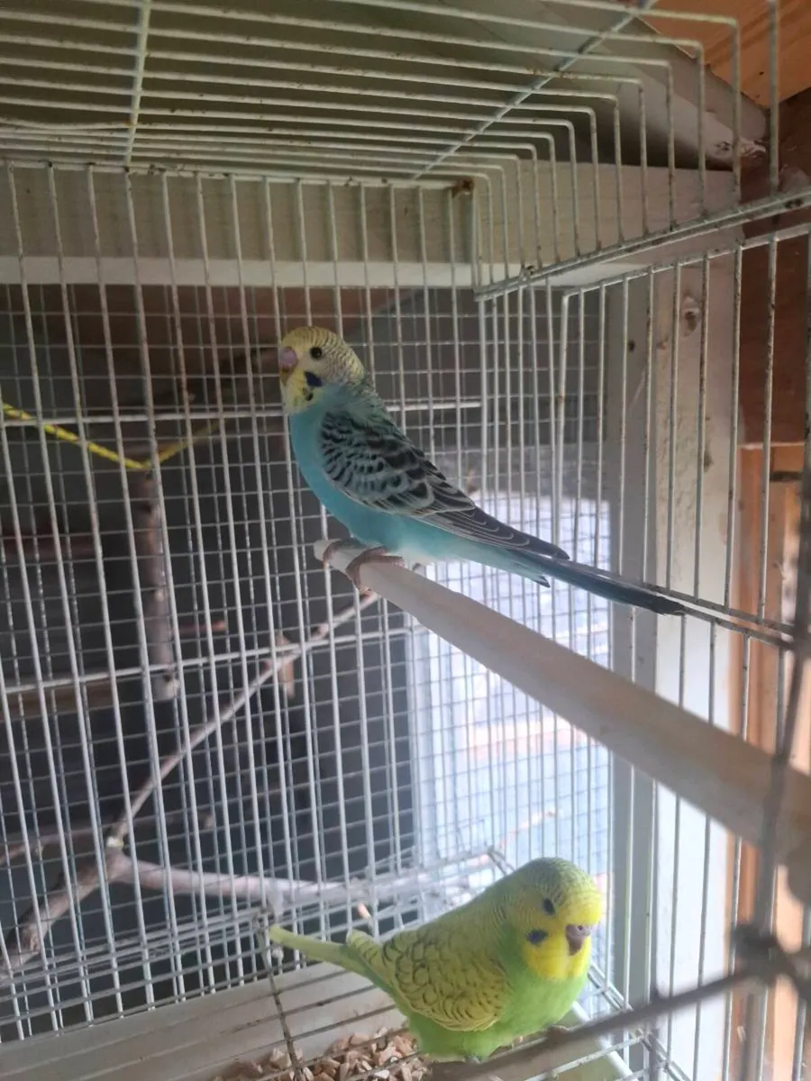 Budgies - Image 1