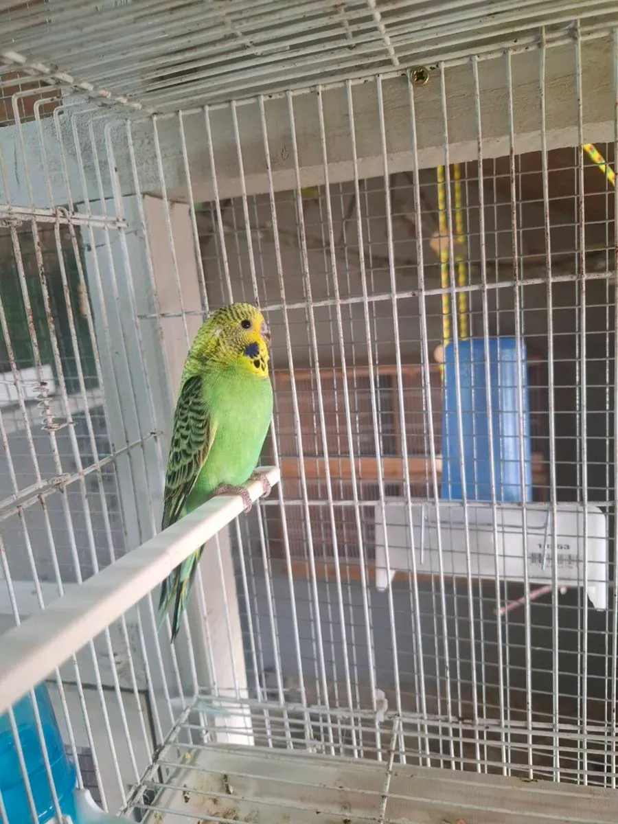 Budgies - Image 2