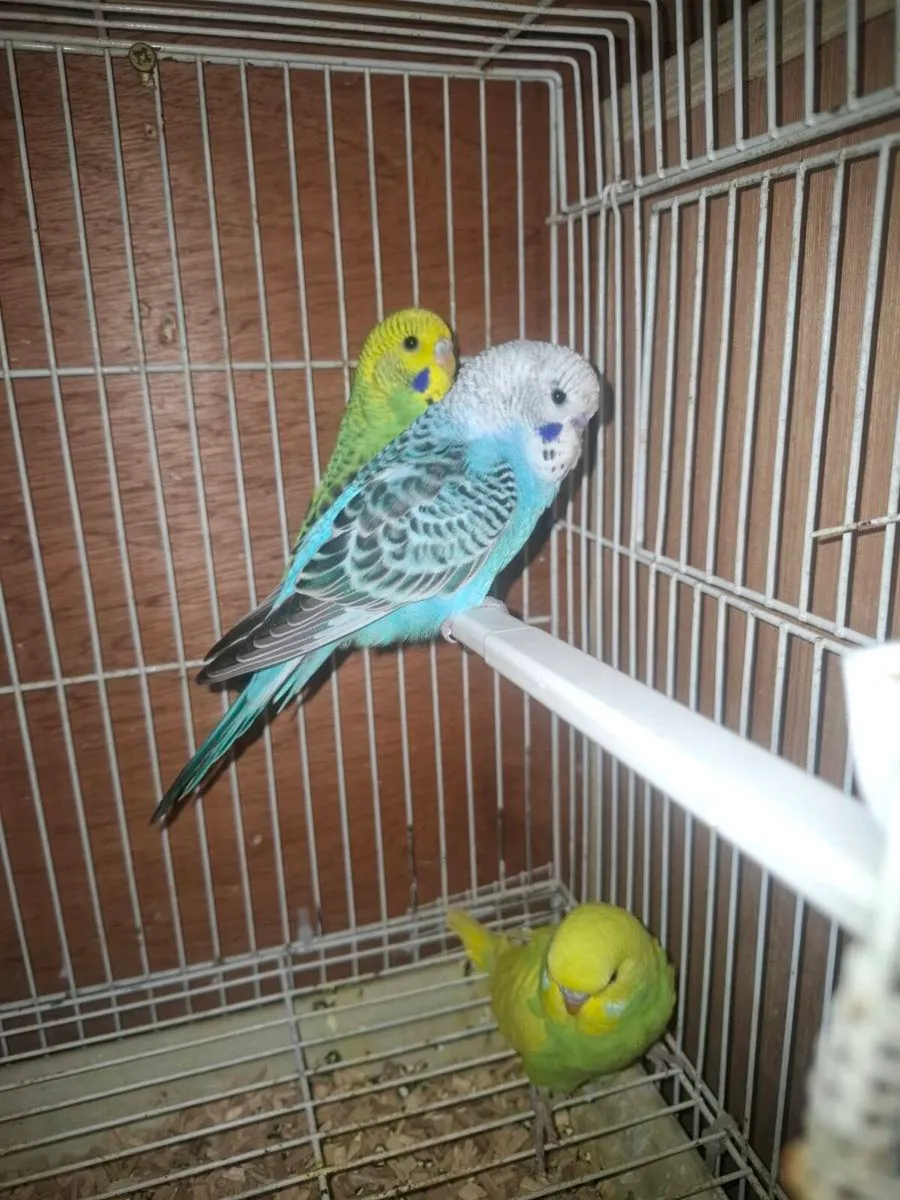 Budgies - Image 3