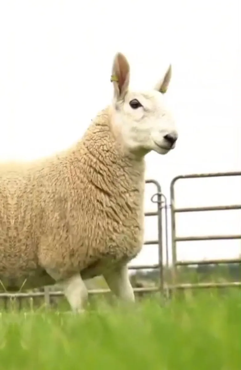 ✨Donegal Cheviot & Cheviot Cross Show&Sale✨ - Image 1