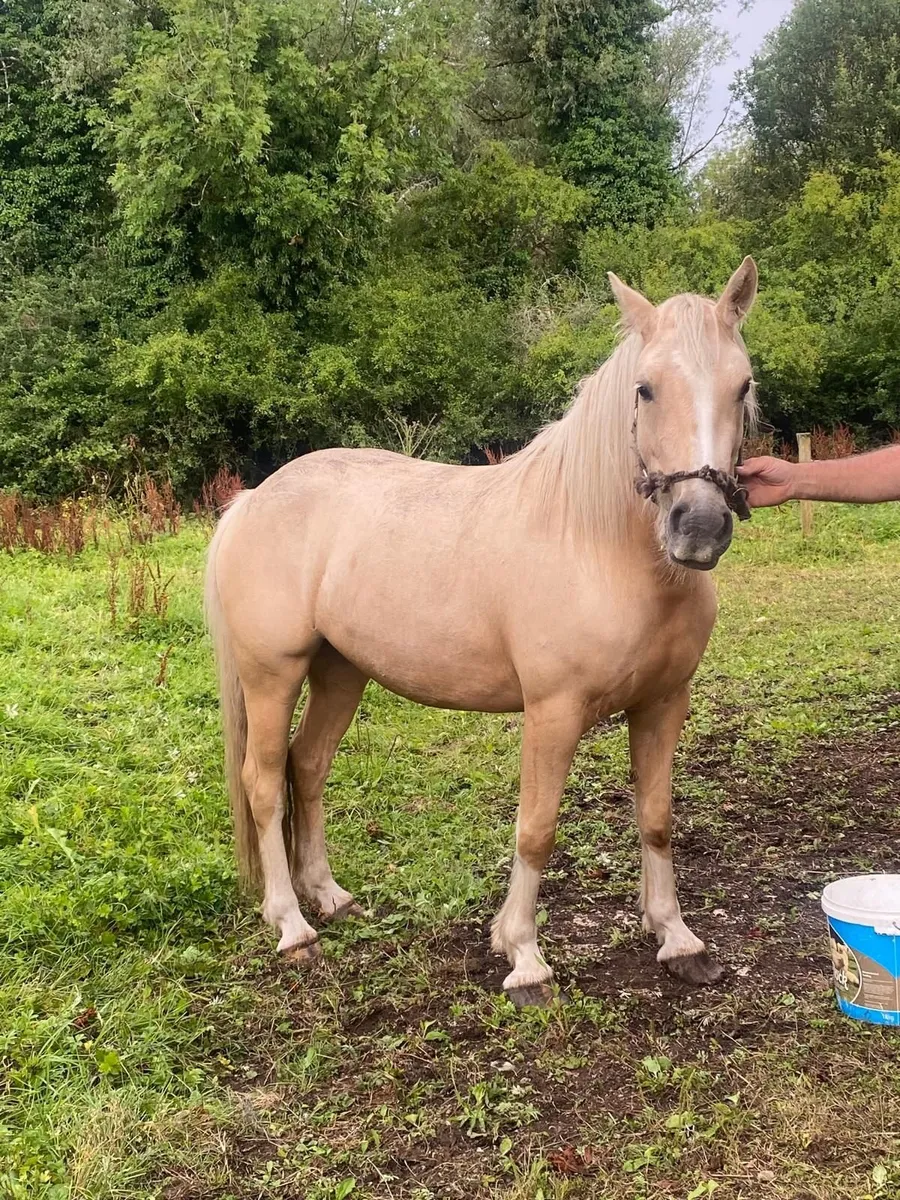 Palomino