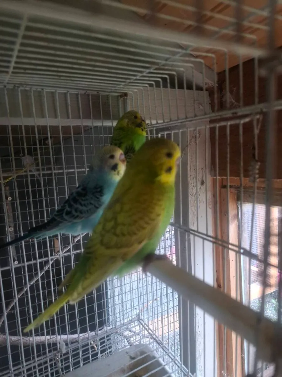 Budgies - Image 4