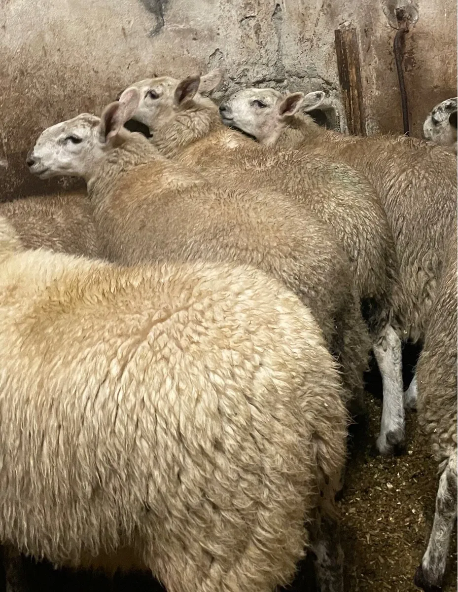 ⭐️CHEVIOT EWE LAMBS ⭐️ - Image 3