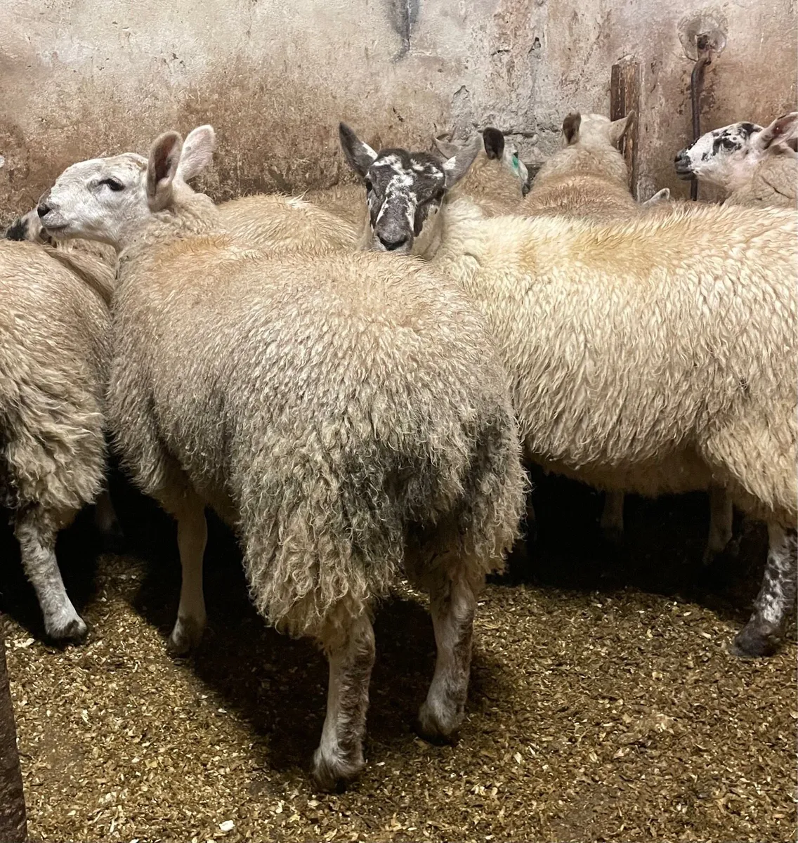 ⭐️CHEVIOT EWE LAMBS ⭐️ - Image 2