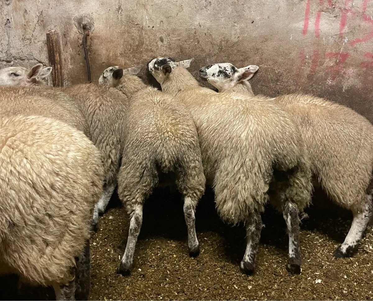 ⭐️CHEVIOT EWE LAMBS ⭐️ - Image 4