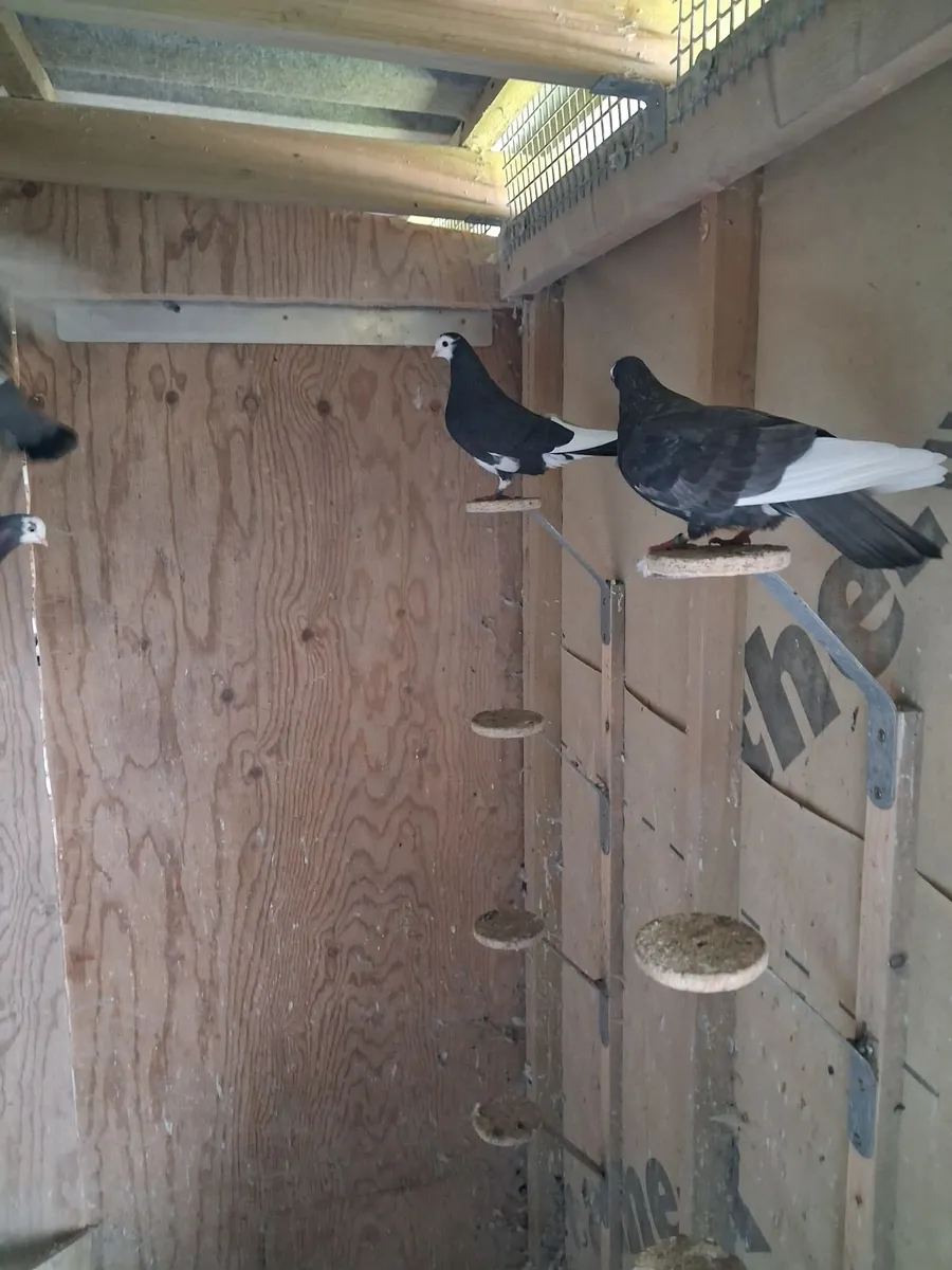 Pigeons - Image 2