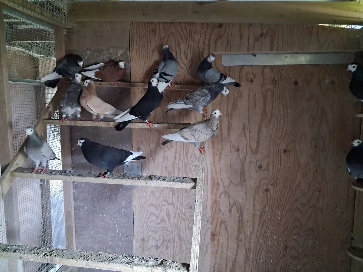 Pigeons - Image 3