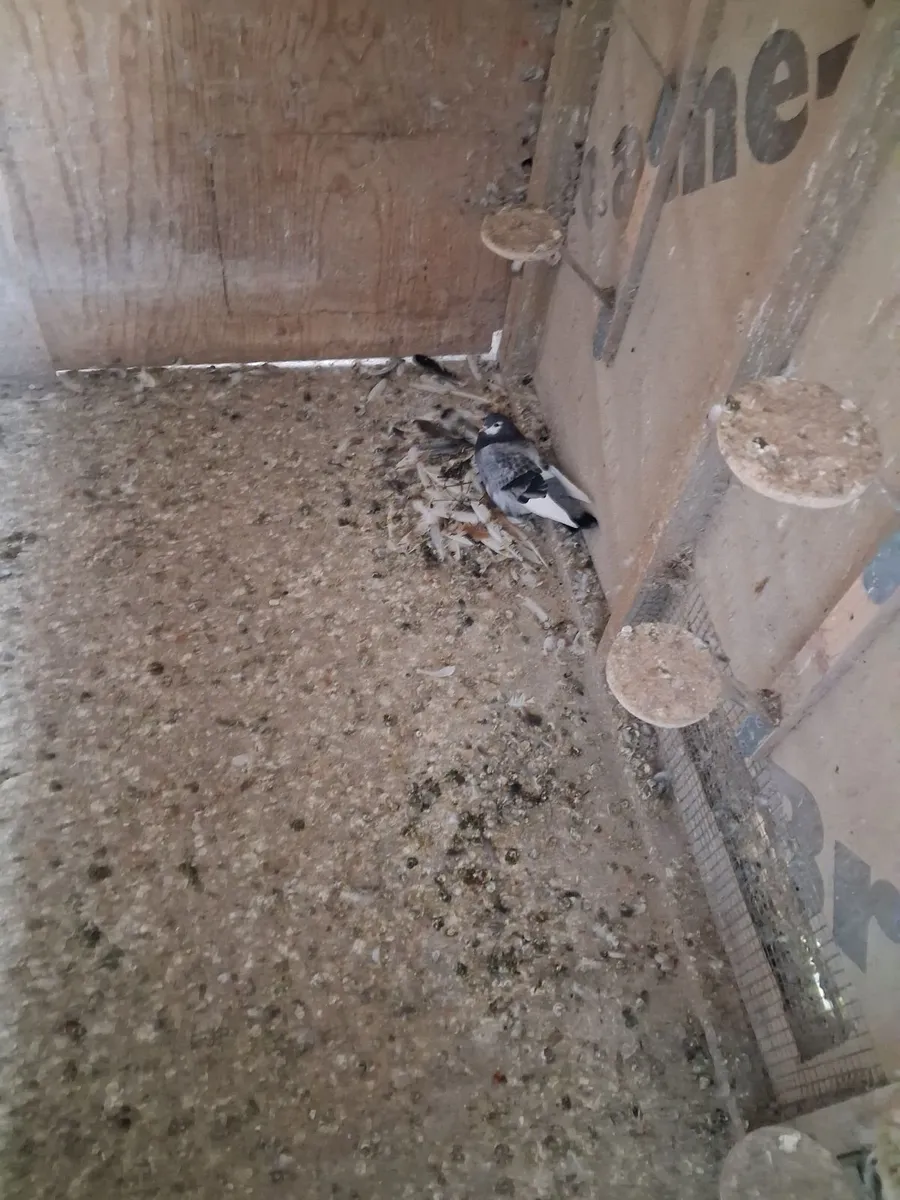Pigeons - Image 1