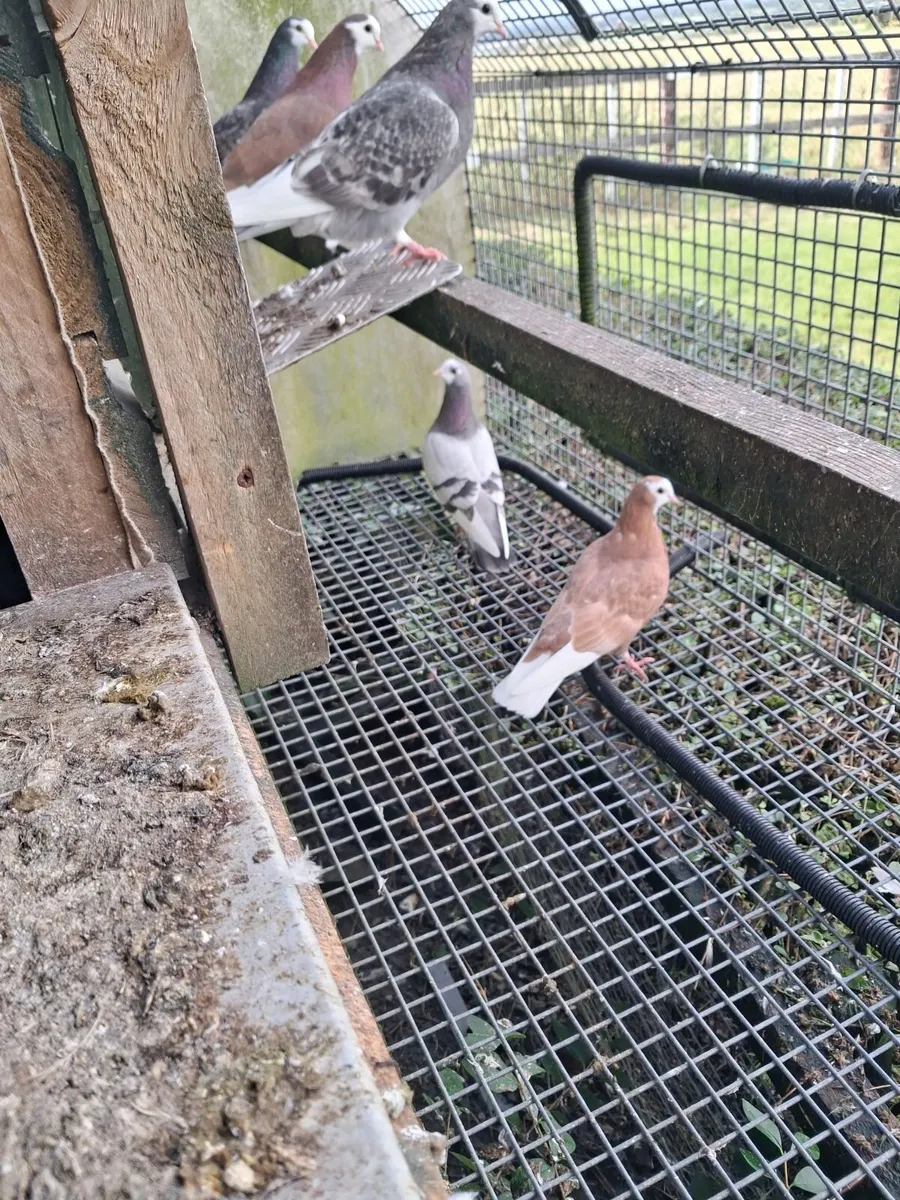 Pigeons - Image 4