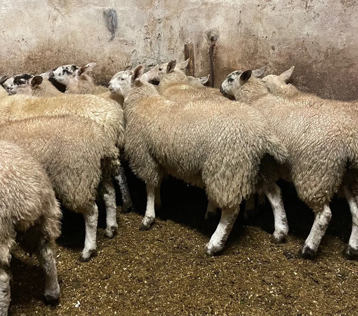 ⭐️CHEVIOT EWE LAMBS ⭐️ - Image 1