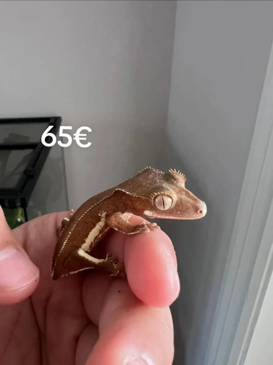 Crested gecko - Image 1