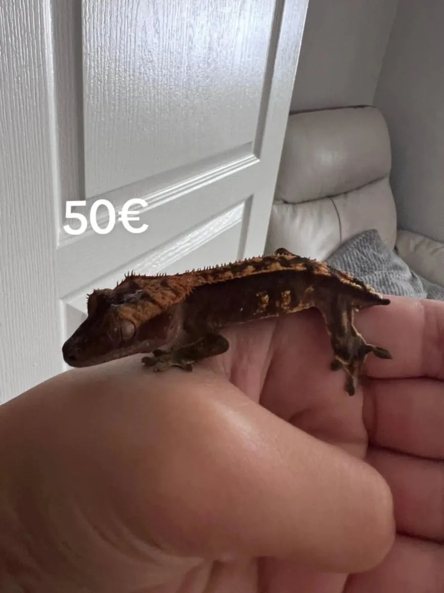 Crested gecko - Image 2